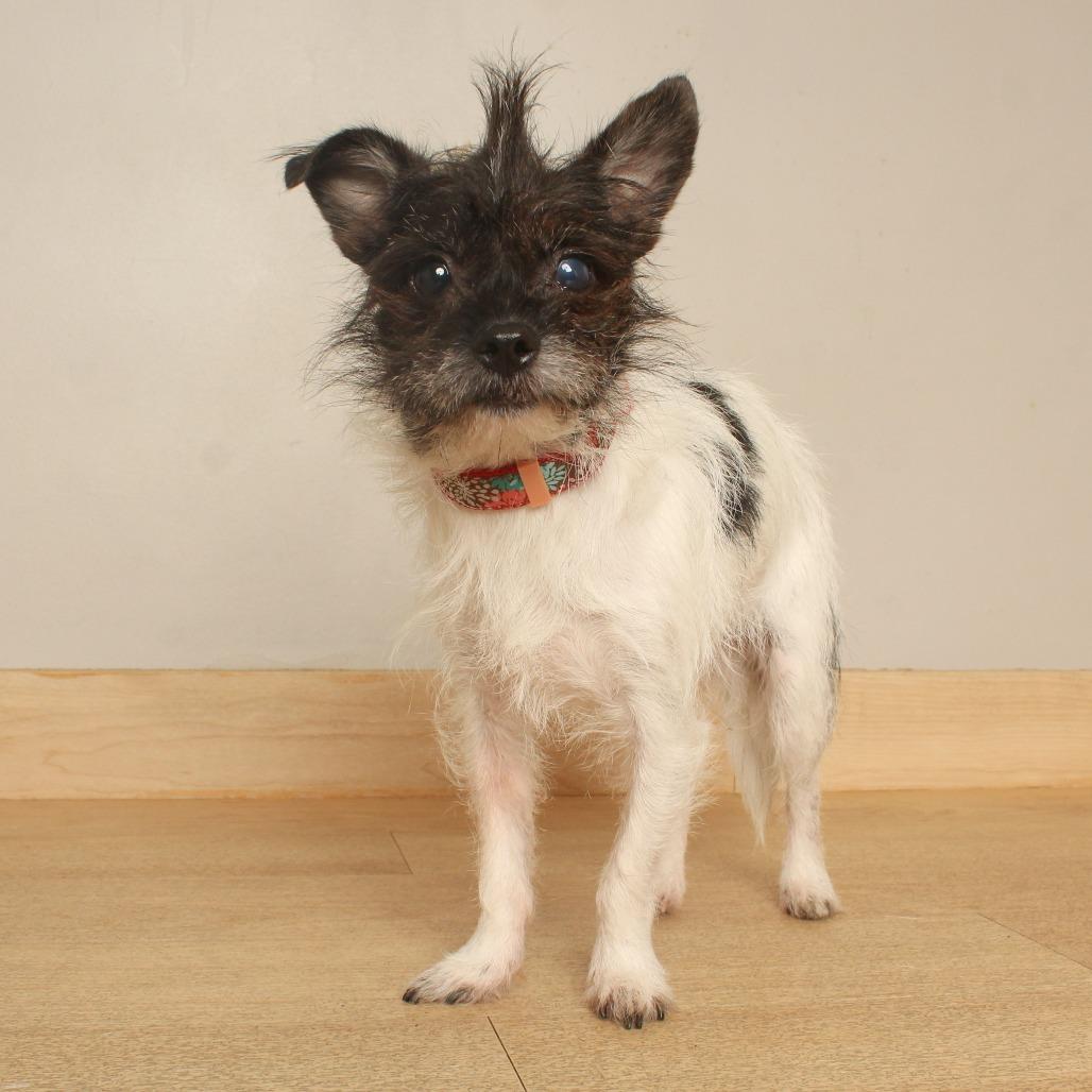 Enlarge SpikeLee D71714, a Adoptable mixed breed in Minnetonka, MN image 2/2