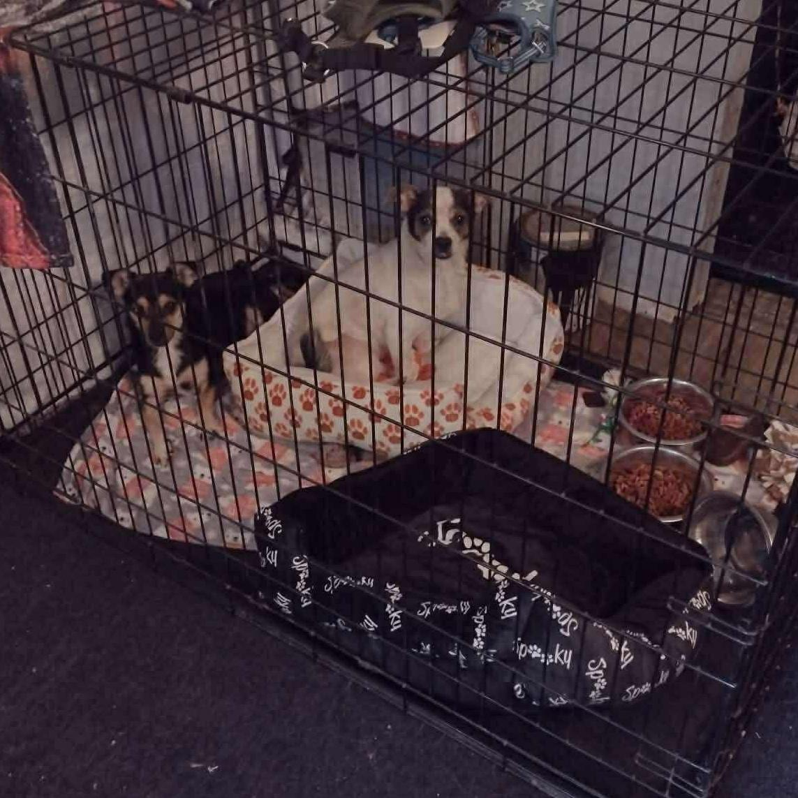 Goofy, an adopted mixed breed in Yukon, OK image 4/4