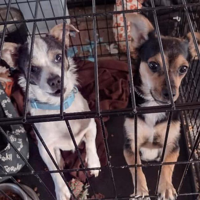 Goofy, adopted, Young Male Chihuahua & Dachshund.