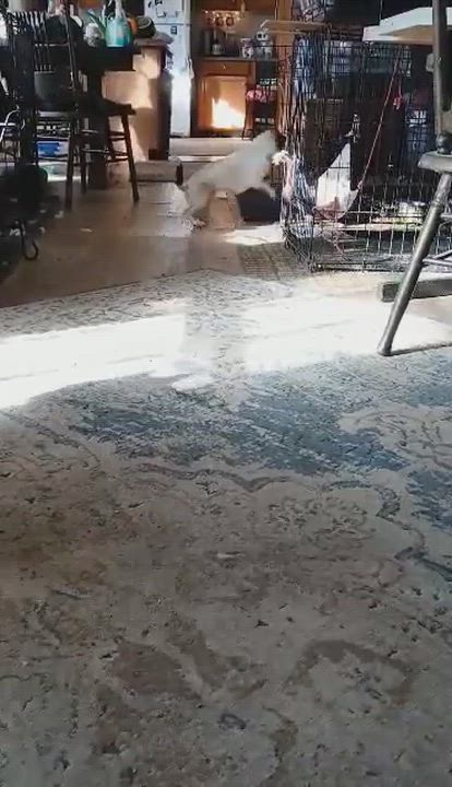 Enlarge Goofy, an adopted mixed breed in Yukon, OK video 3/4