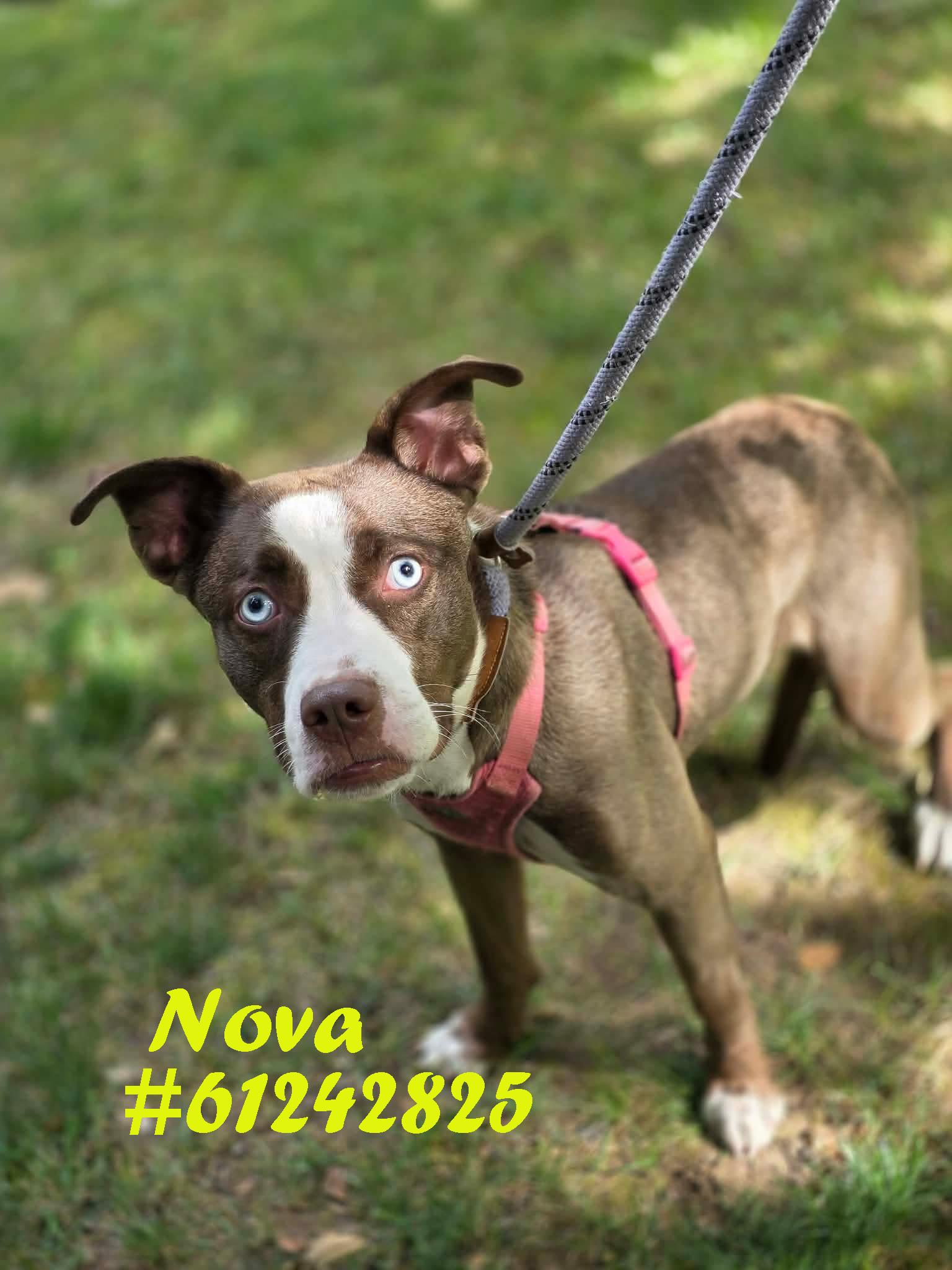 Enlarge Nova, a ADOPTABLE mixed breed in Wilkes Barre, PA image 1/1