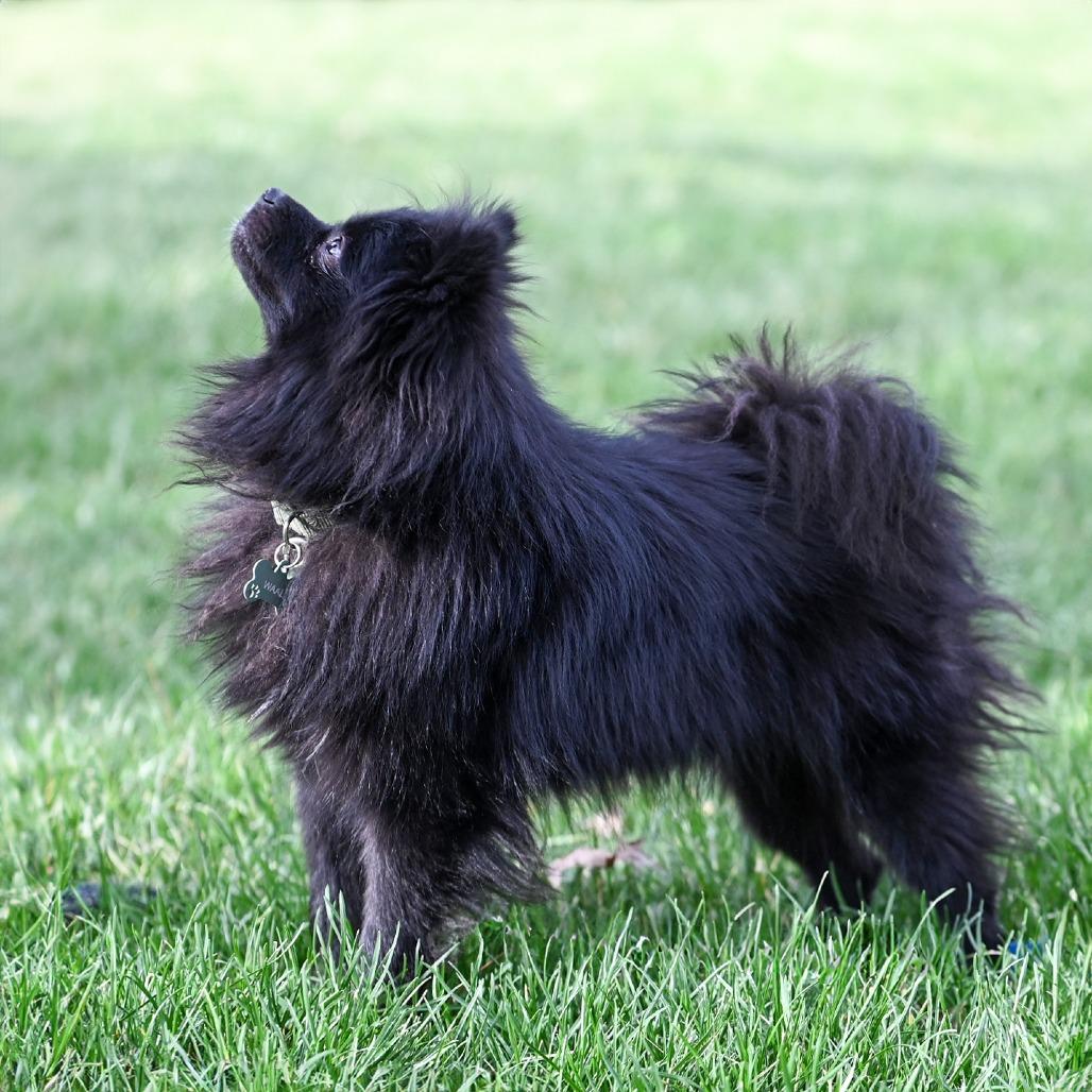 Benson, Adoptable, Adult Male Pomeranian.