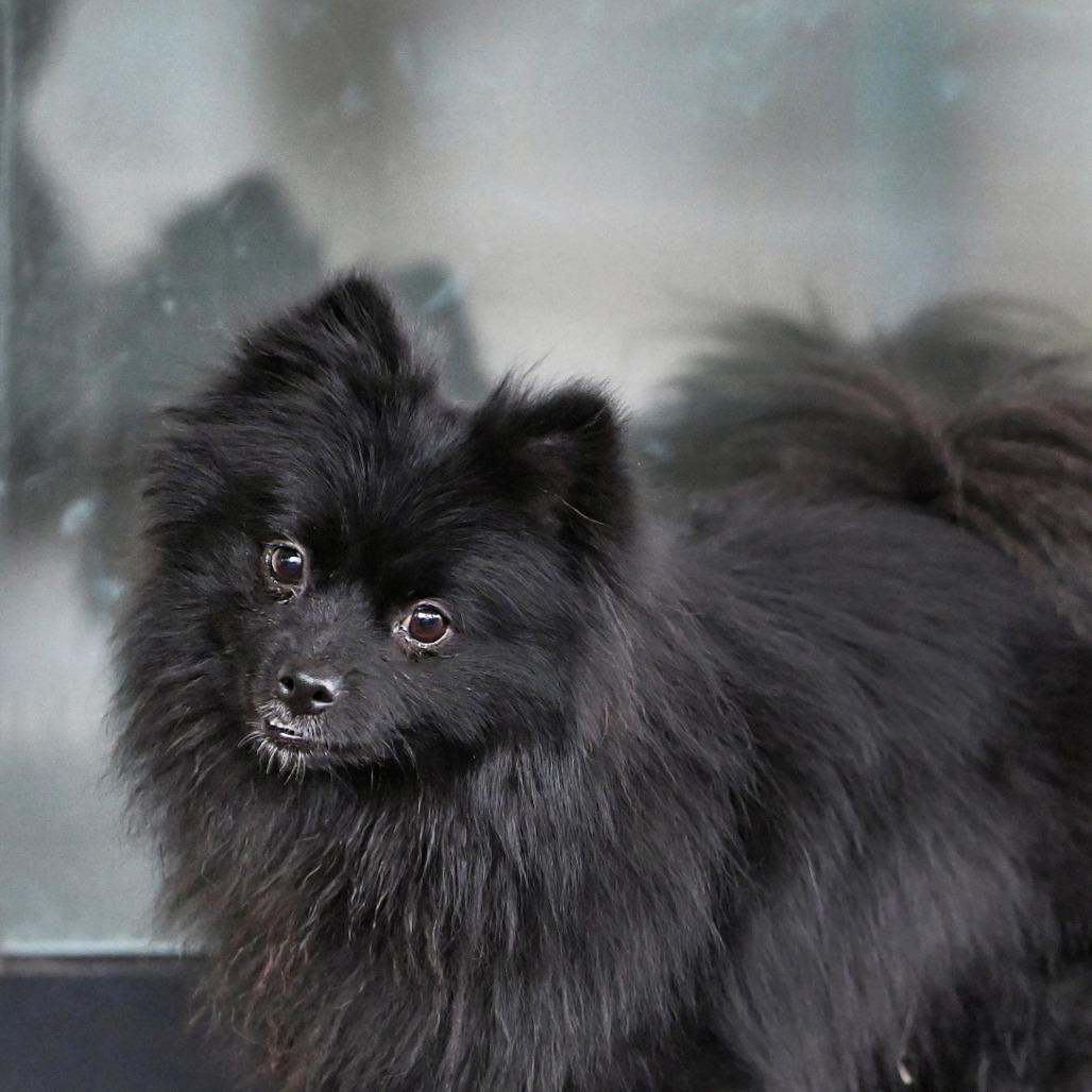 Enlarge Benson, a Adoptable Pomeranian in Wichita, KS image 6/6