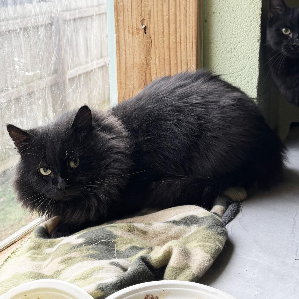 Enlarge King Kong, a Adoptable Domestic Long Hair in Mount Juliet, TN image 1/2