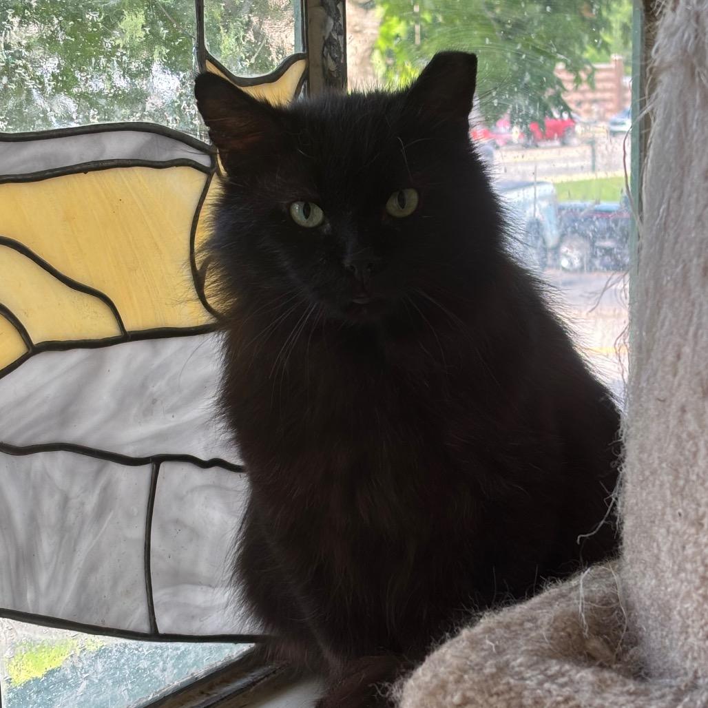 Enlarge King Kong, a Adoptable Domestic Long Hair in Mount Juliet, TN image 2/2