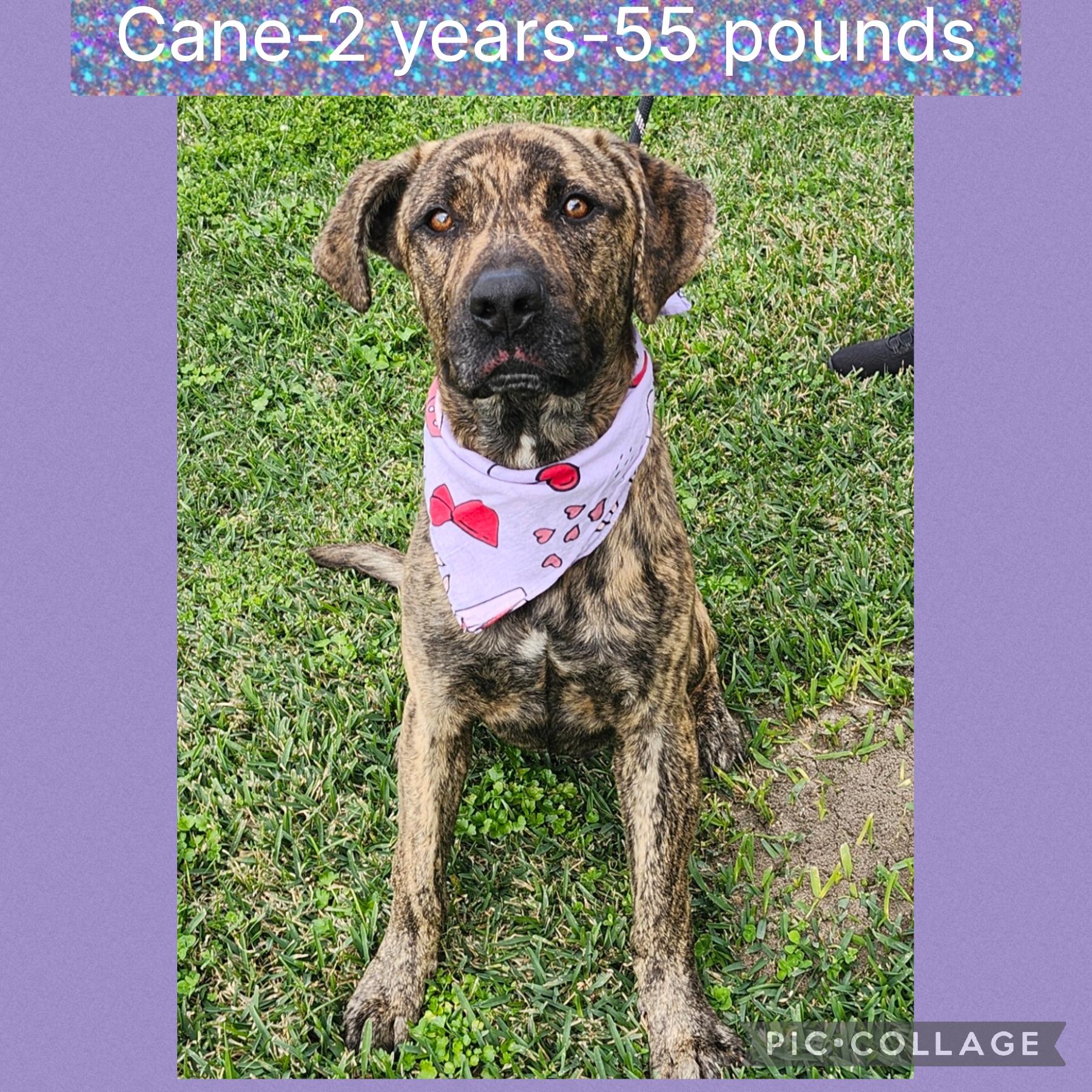 Enlarge Cane, a ADOPTABLE mixed breed in New Iberia, LA image 1/1