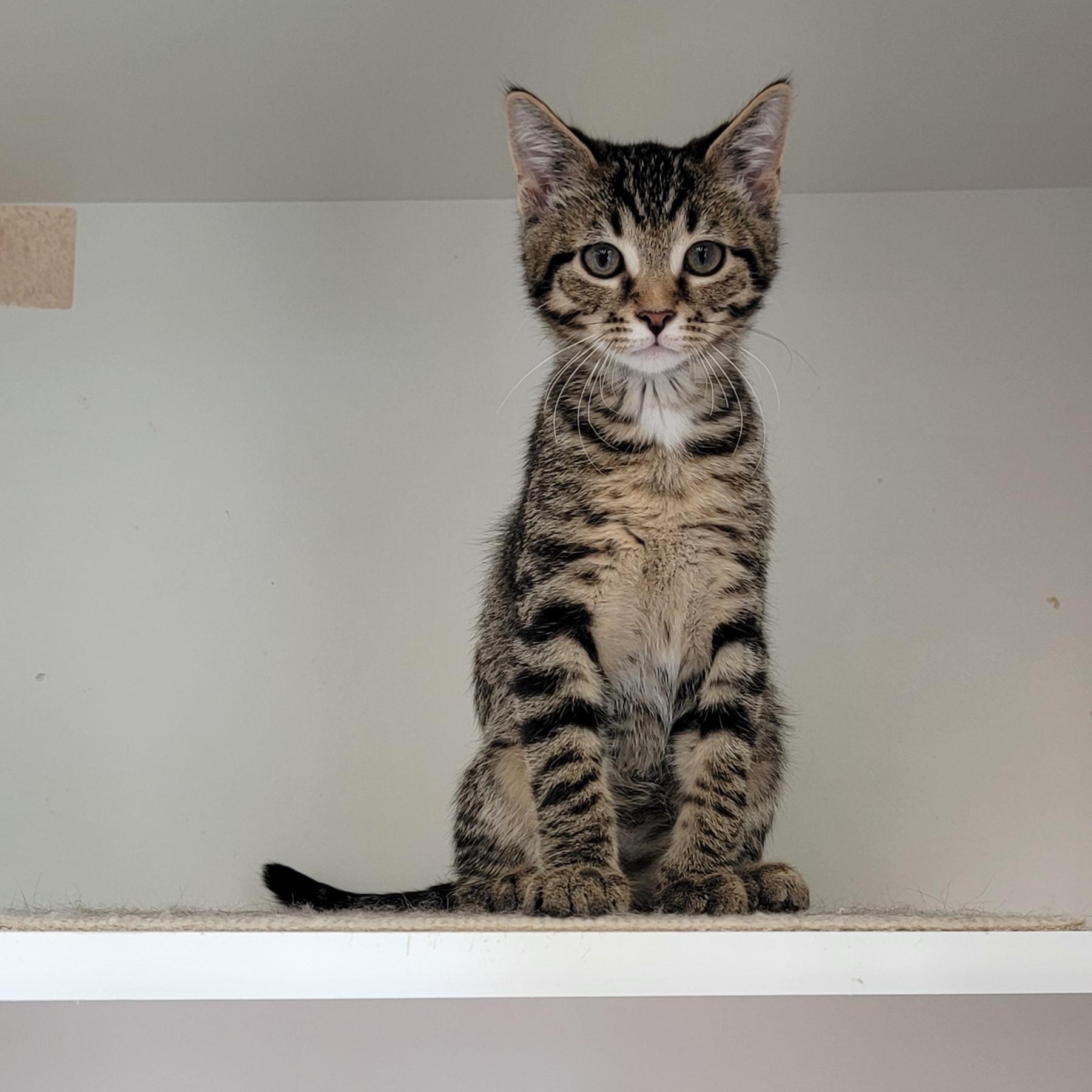 Otis, a ADOPTABLE Domestic Short Hair in Wyandotte, MI image 2/5