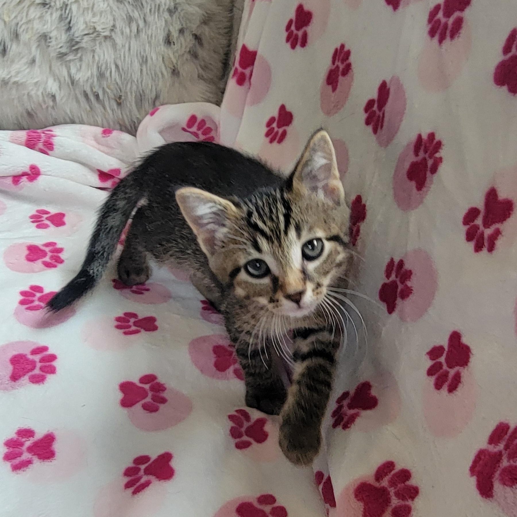 Enlarge Otis, a ADOPTABLE Domestic Short Hair in Wyandotte, MI image 3/5