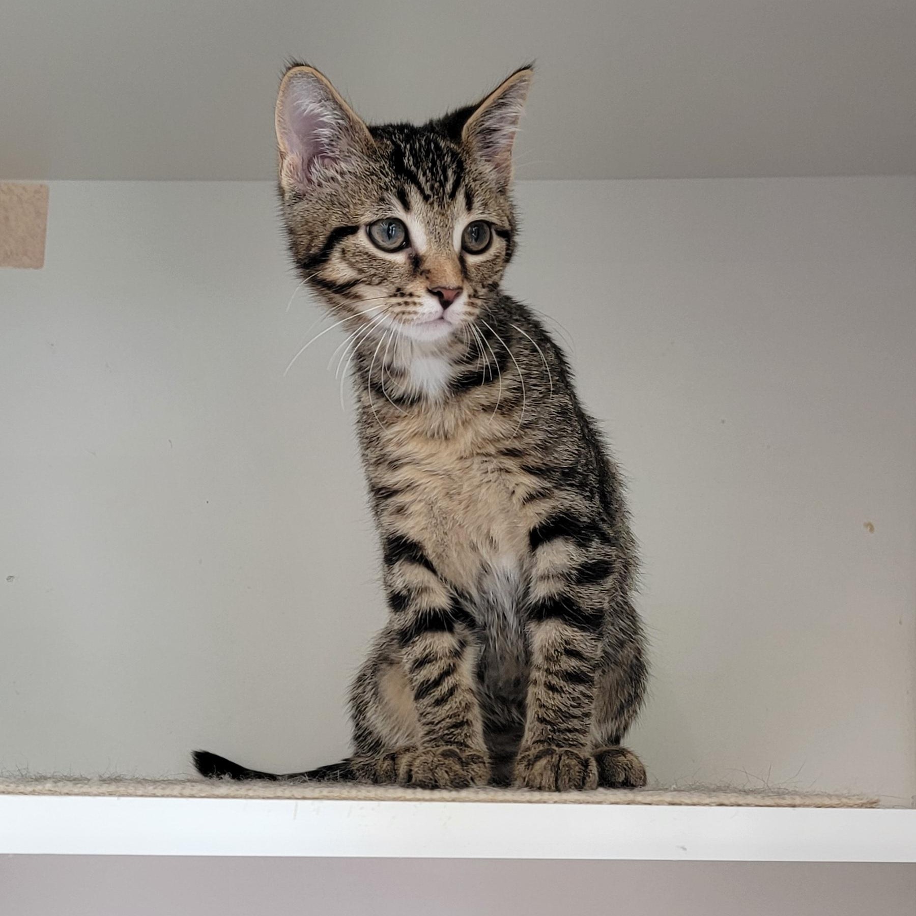 Otis, a ADOPTABLE Domestic Short Hair in Wyandotte, MI image 4/5