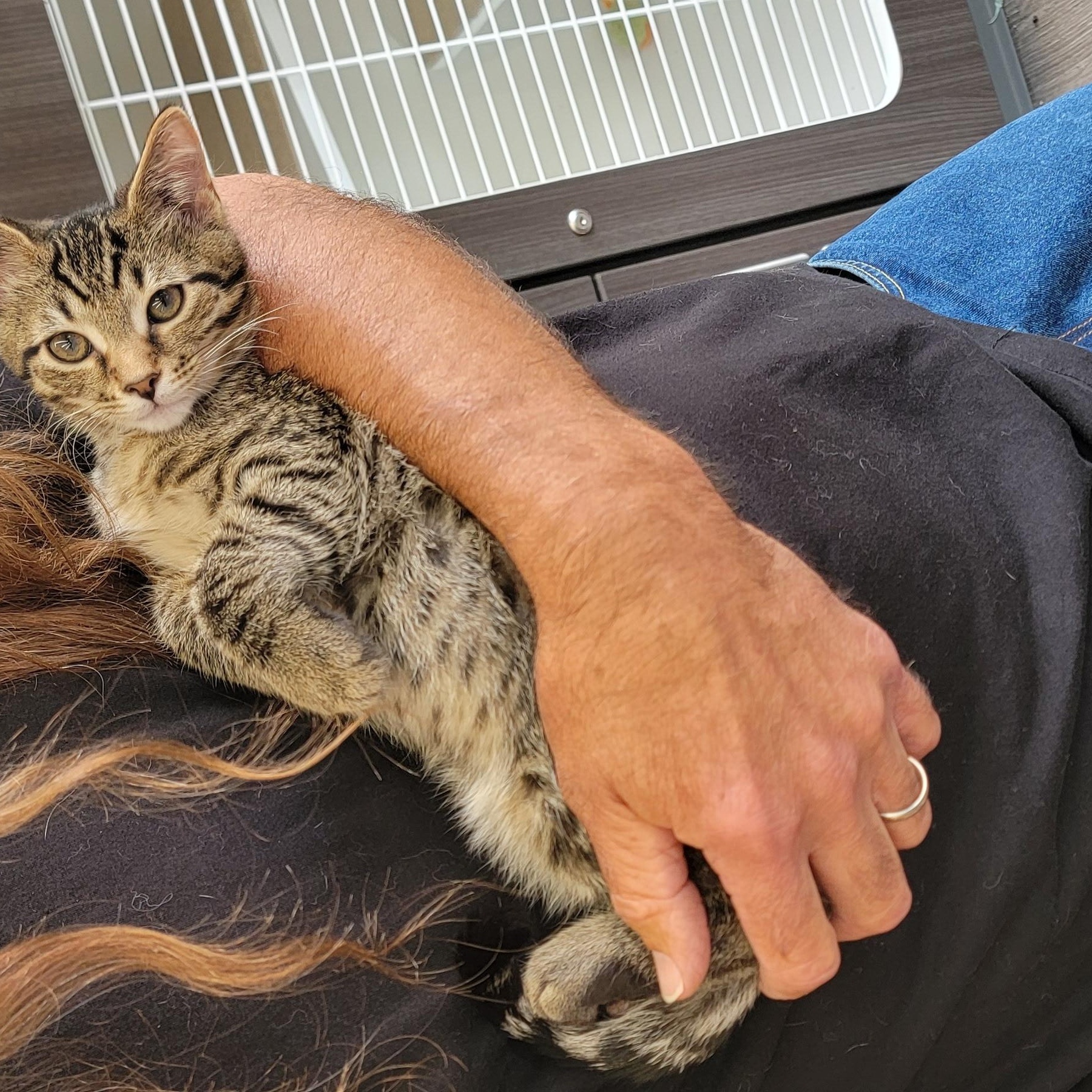 Otis, a ADOPTABLE Domestic Short Hair in Wyandotte, MI image 5/5