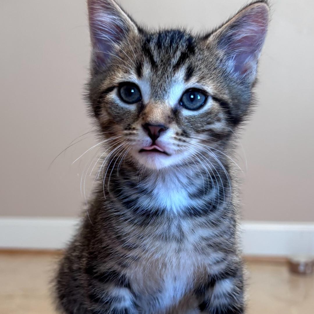 Enlarge Otis, a ADOPTABLE Domestic Short Hair in Wyandotte, MI image 2/5