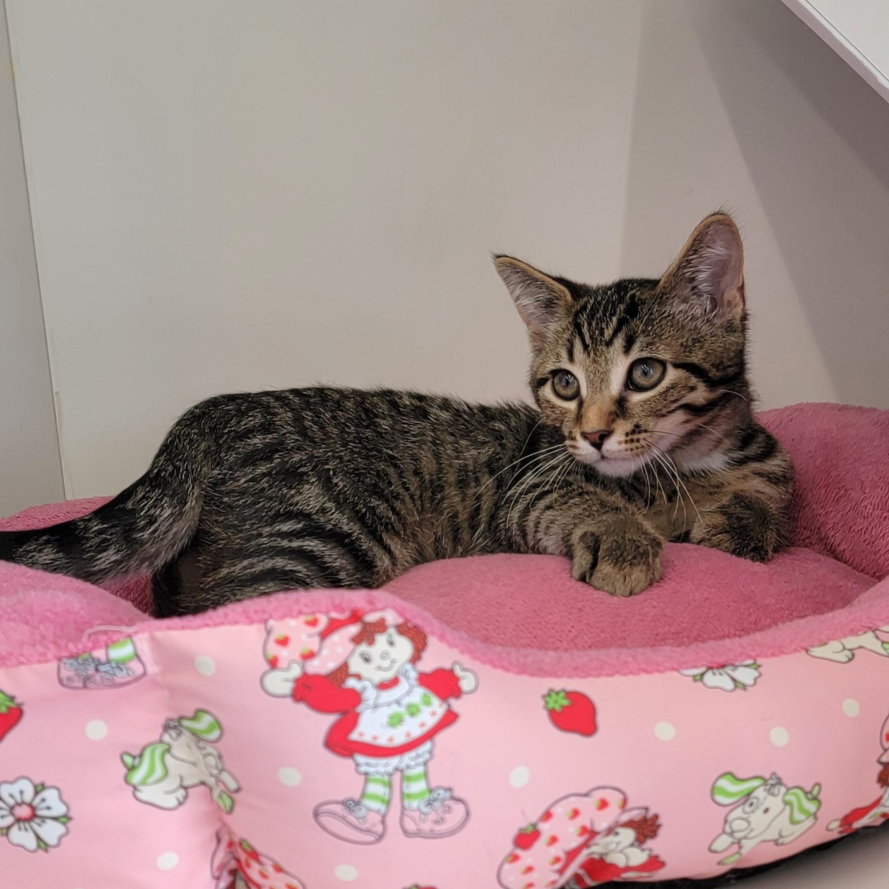 Otis, a ADOPTABLE Domestic Short Hair in Wyandotte, MI image 3/5