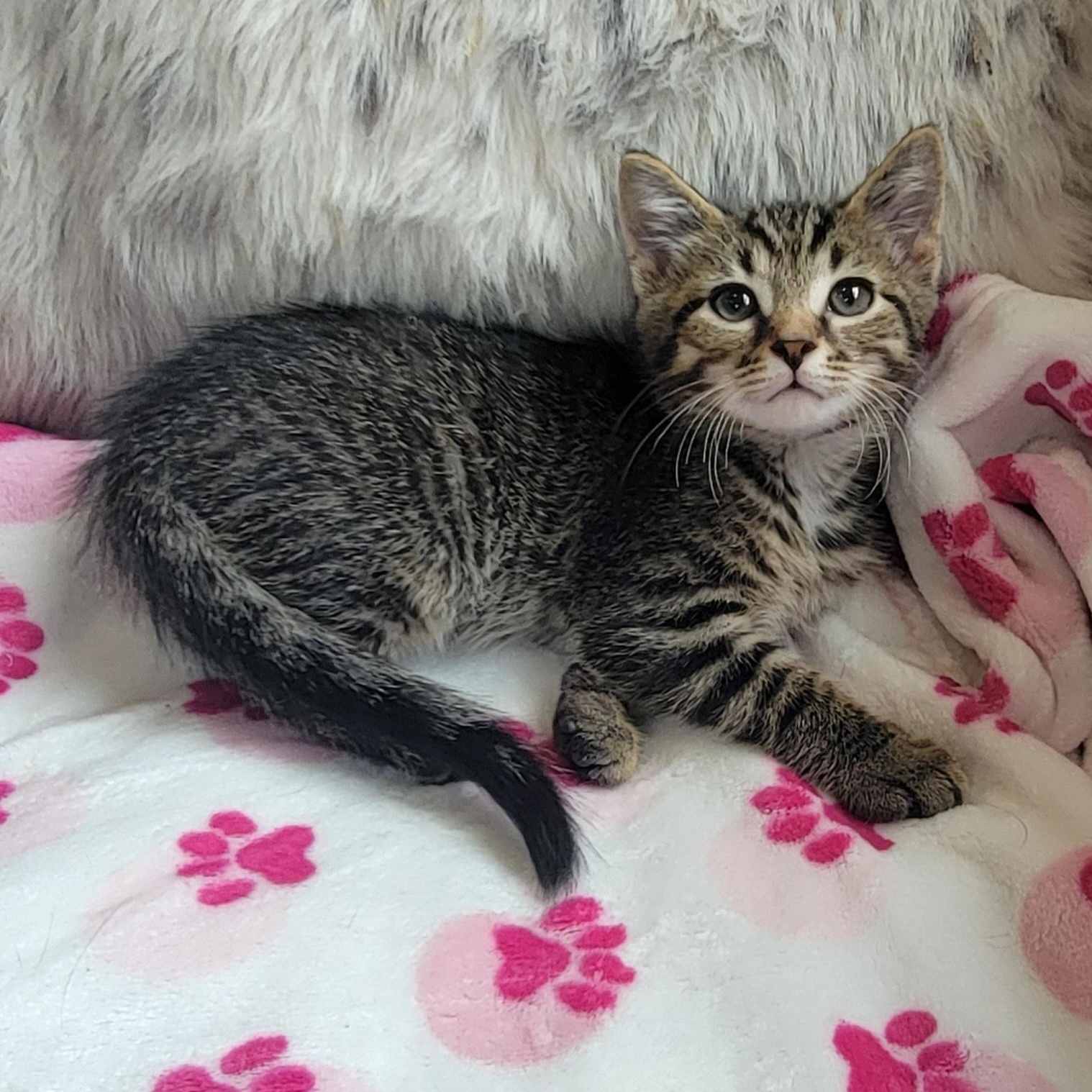 Enlarge Otis, a ADOPTABLE Domestic Short Hair in Wyandotte, MI image 5/5