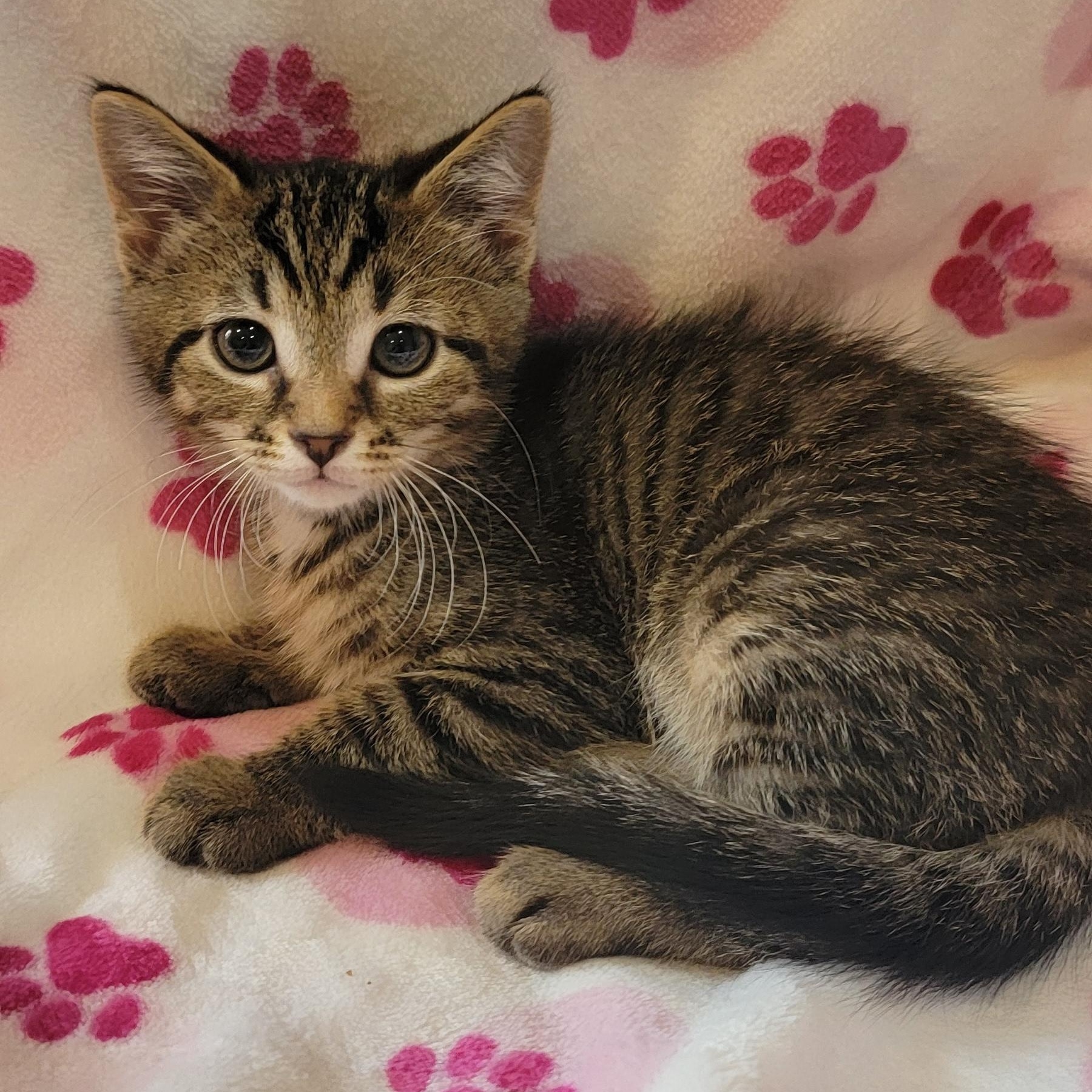 Enlarge Otis, a ADOPTABLE Domestic Short Hair in Wyandotte, MI image 4/5