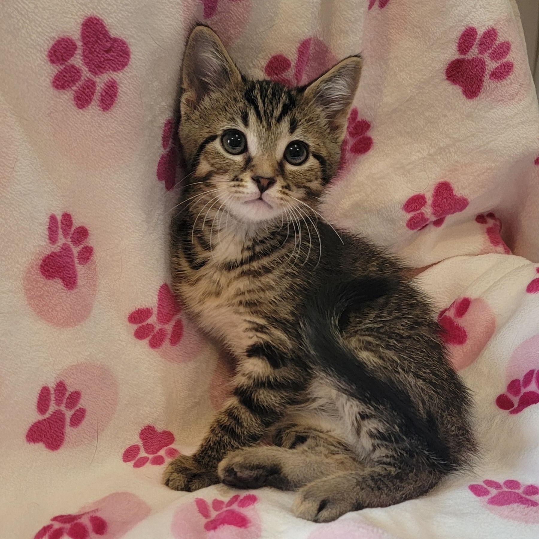 Enlarge Otis, a ADOPTABLE Domestic Short Hair in Wyandotte, MI image 1/5