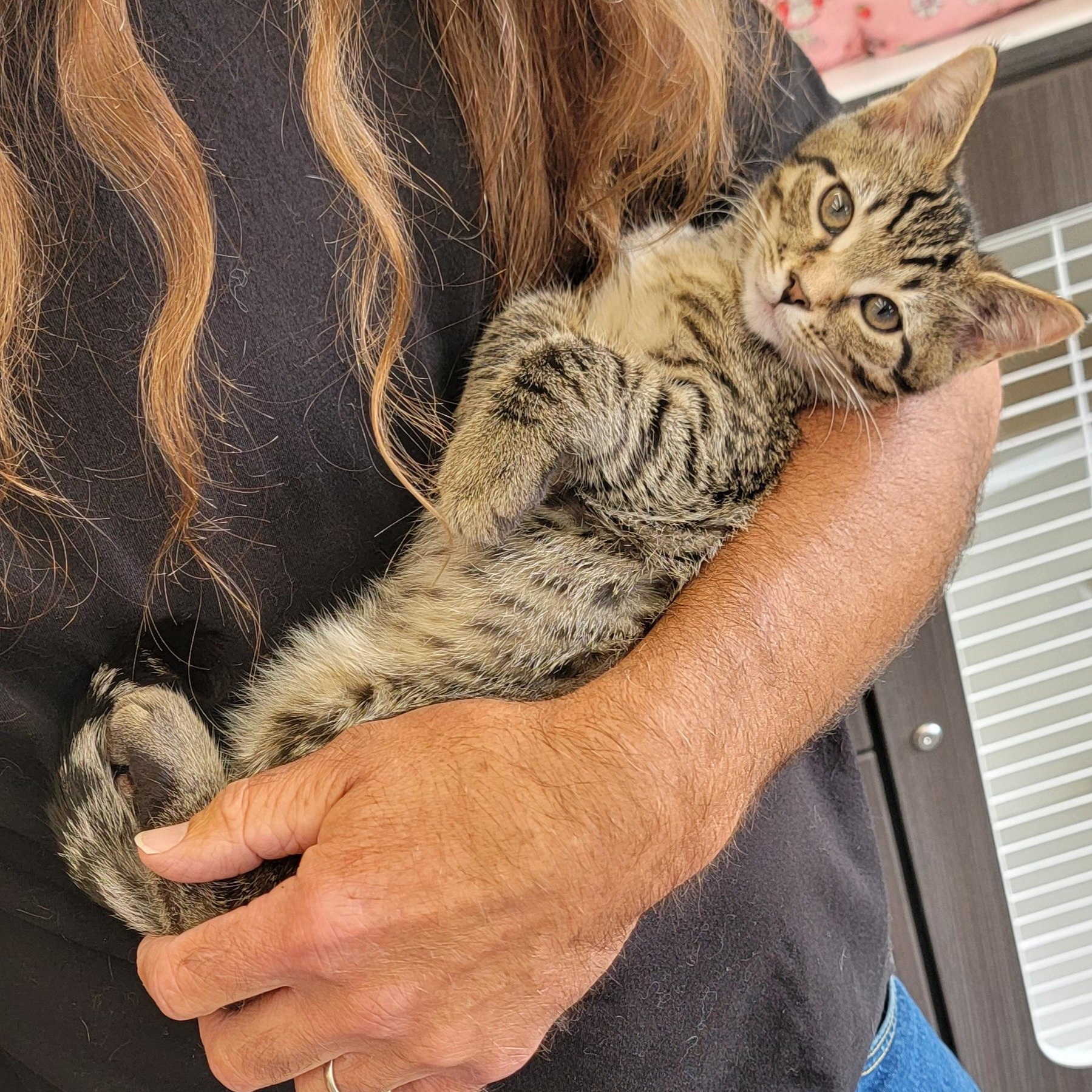 Otis, ADOPTABLE, Kitten Male Domestic Short Hair.