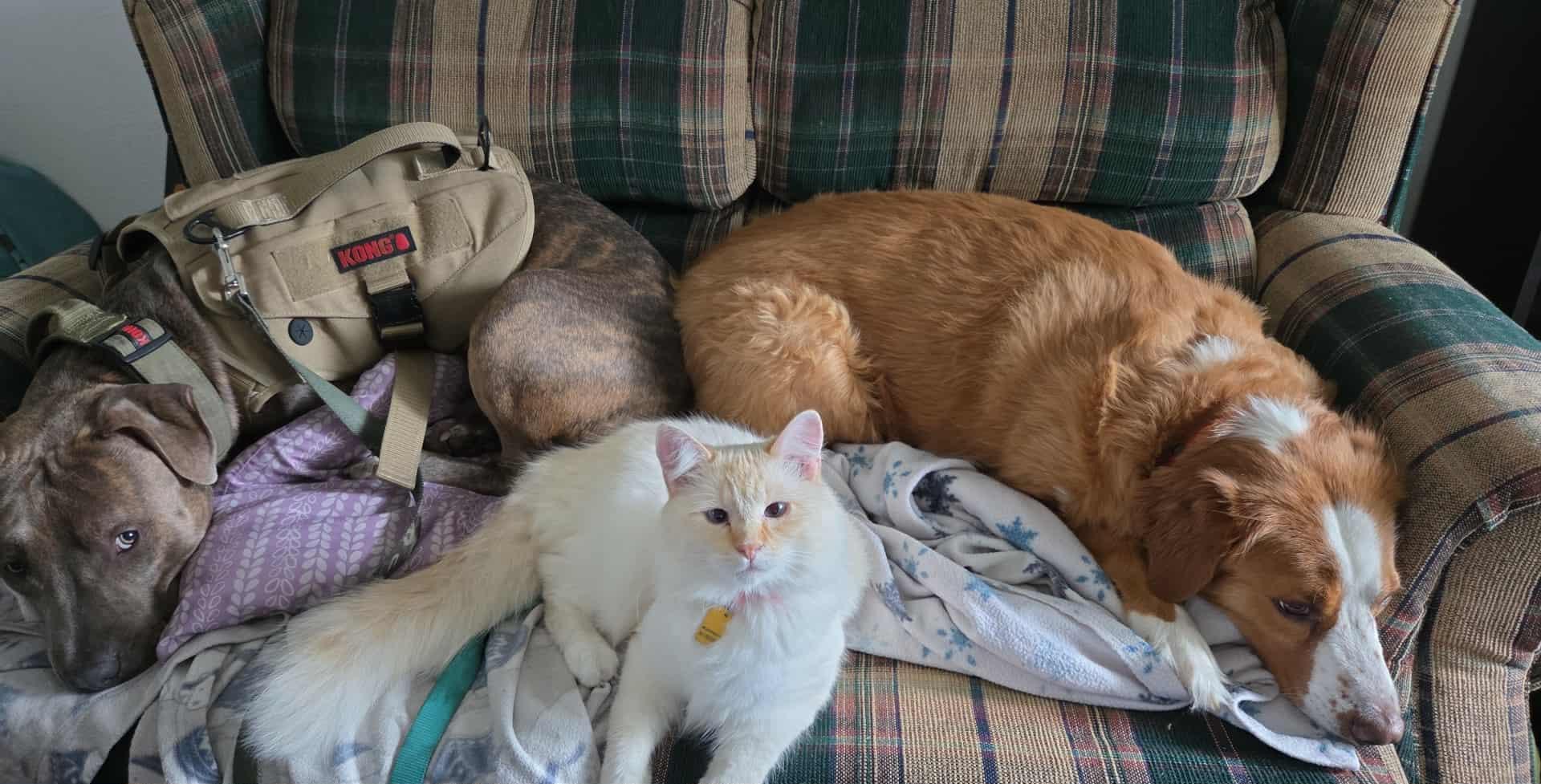 Enlarge Thor, a ADOPTABLE mixed breed in Pocatello, ID image 4/5