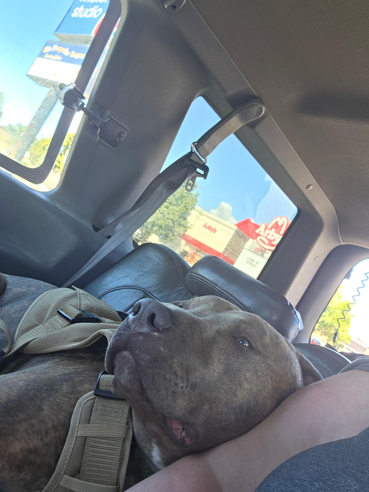 Enlarge Thor, a ADOPTABLE mixed breed in Pocatello, ID image 1/5
