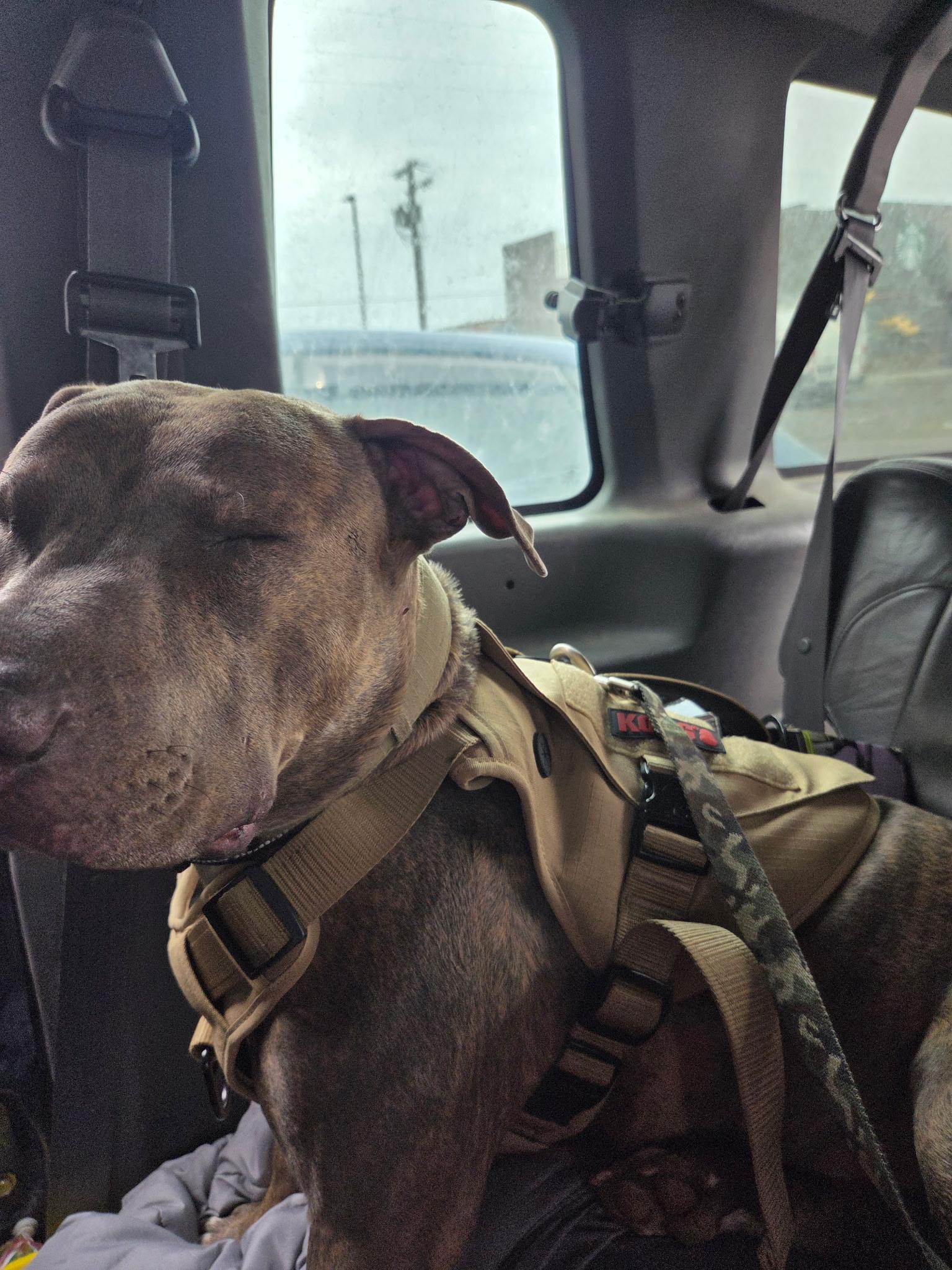 Enlarge Thor, a ADOPTABLE mixed breed in Pocatello, ID image 2/5