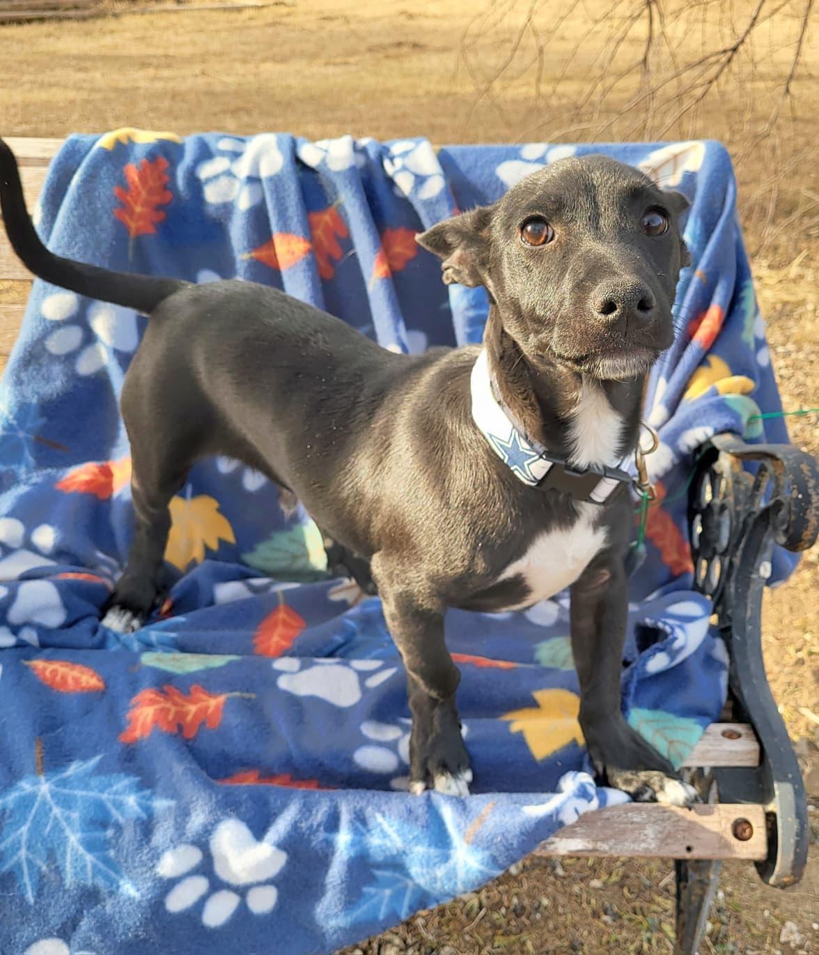 Rollo, a ADOPTABLE mixed breed in Southport, CT image 6/6