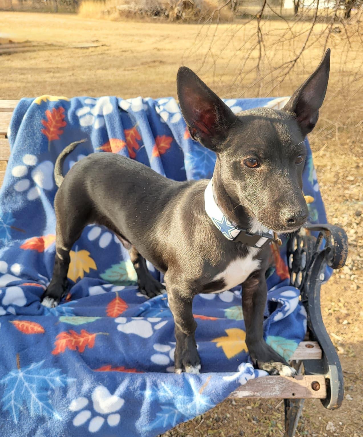 Rollo, a ADOPTABLE mixed breed in Southport, CT image 4/6