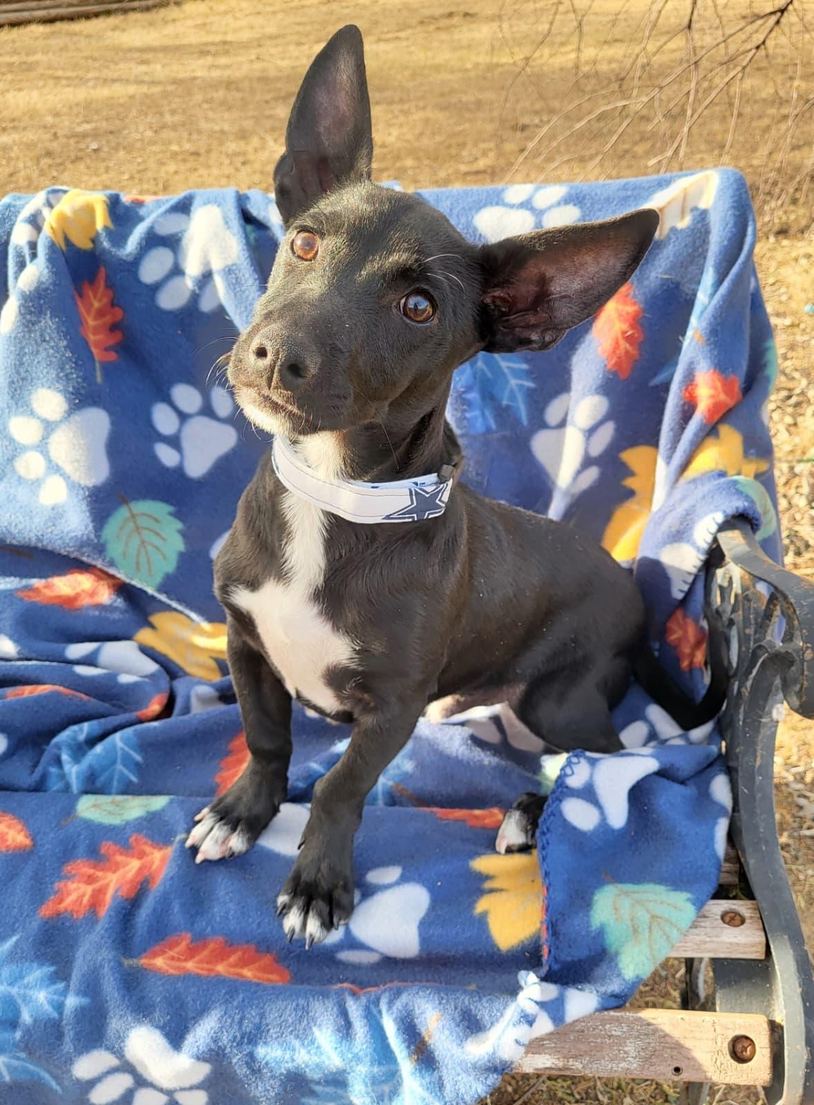 Rollo, a ADOPTABLE mixed breed in Southport, CT image 5/6