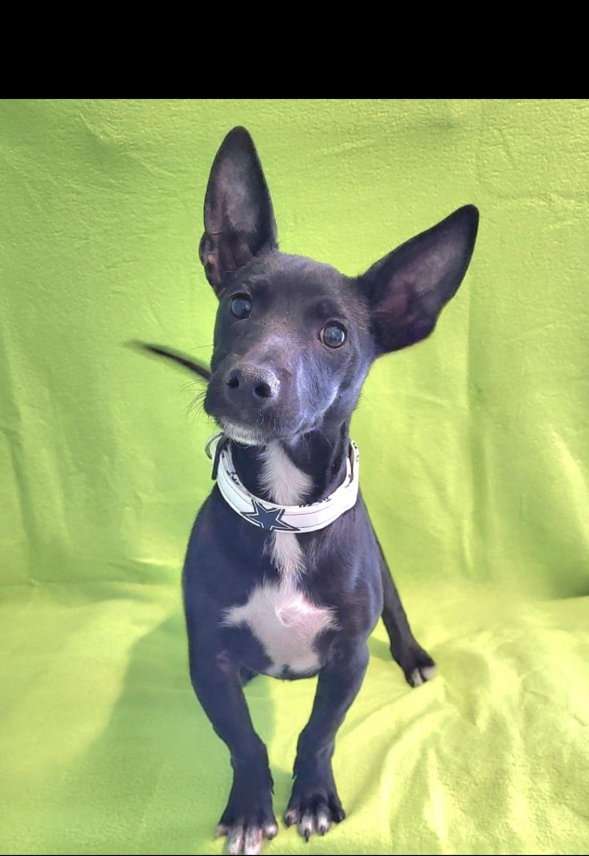 Rollo, ADOPTABLE, Young Male Xoloitzcuintli / Mexican Hairless & Chihuahua.