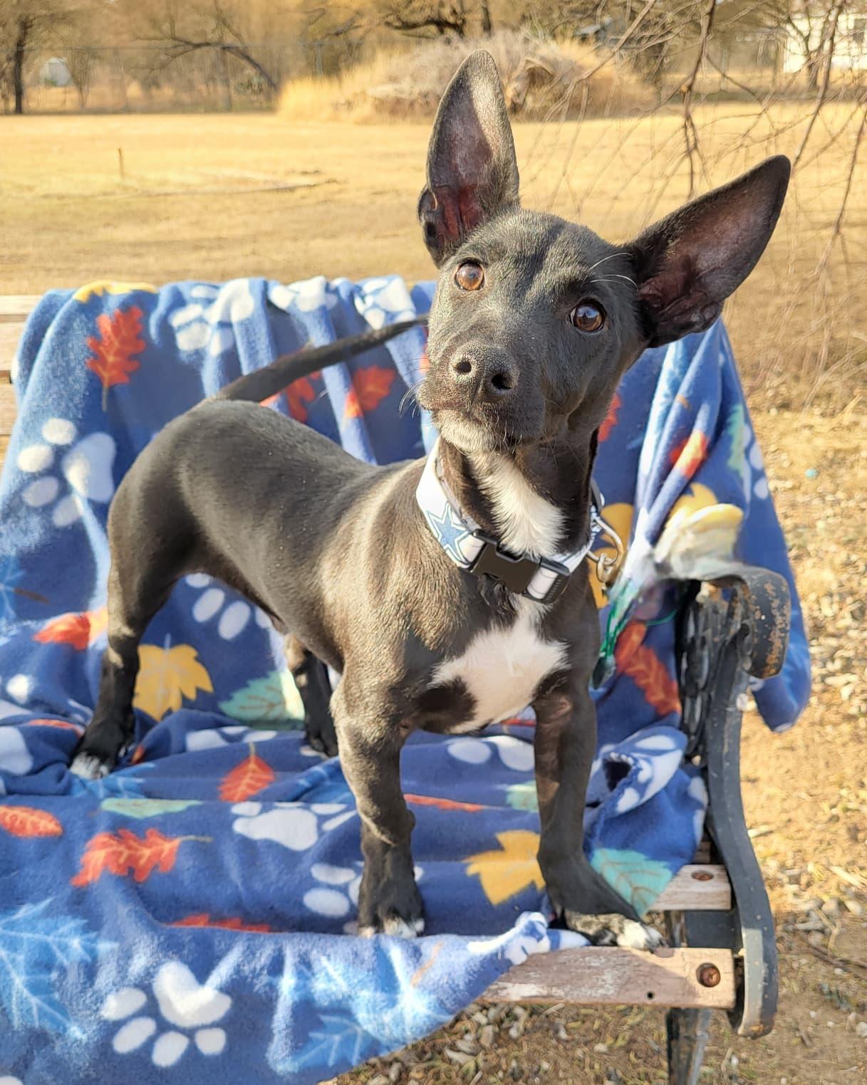 Rollo, a ADOPTABLE mixed breed in Southport, CT image 3/6
