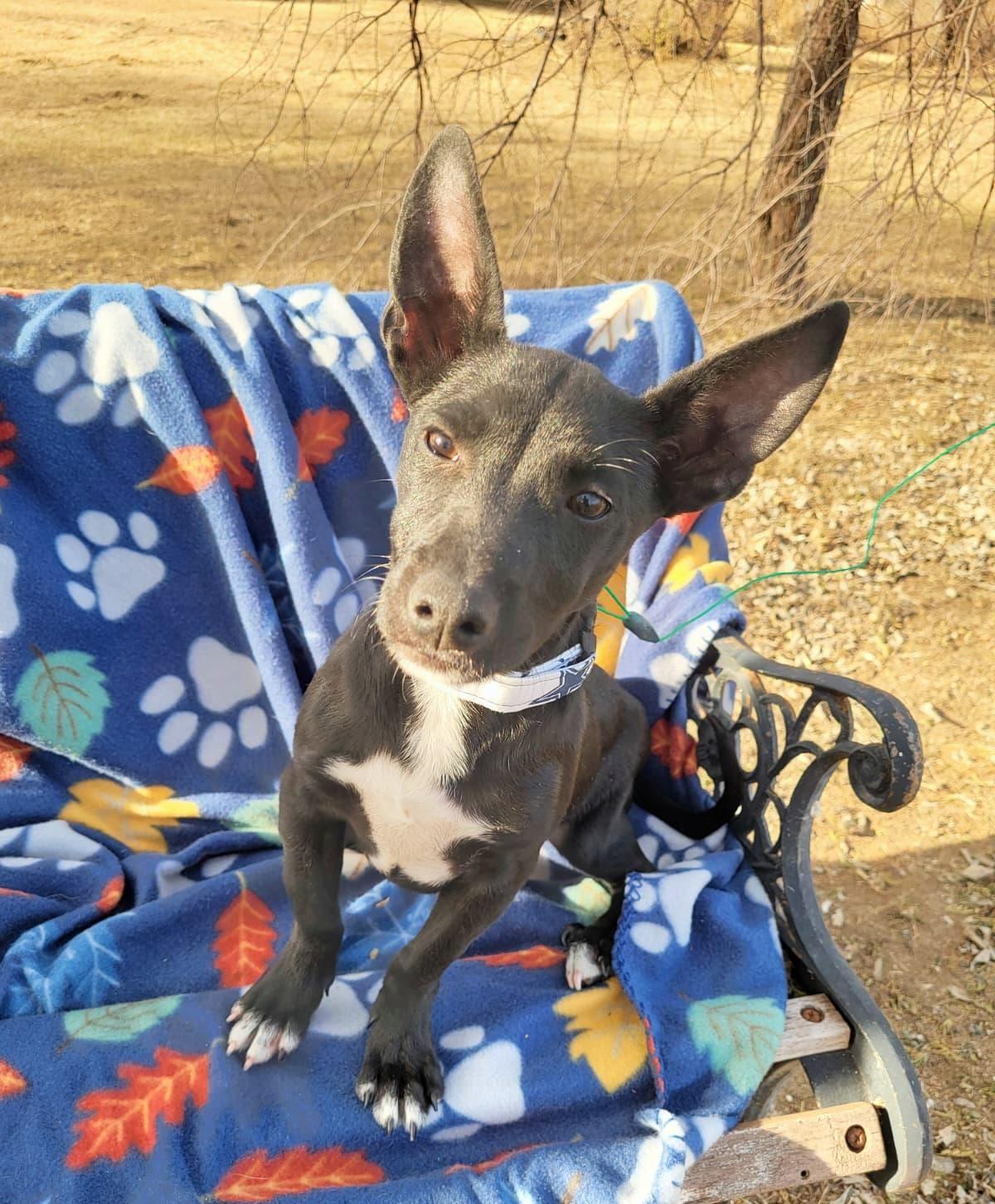 Rollo, a ADOPTABLE mixed breed in Southport, CT image 2/6
