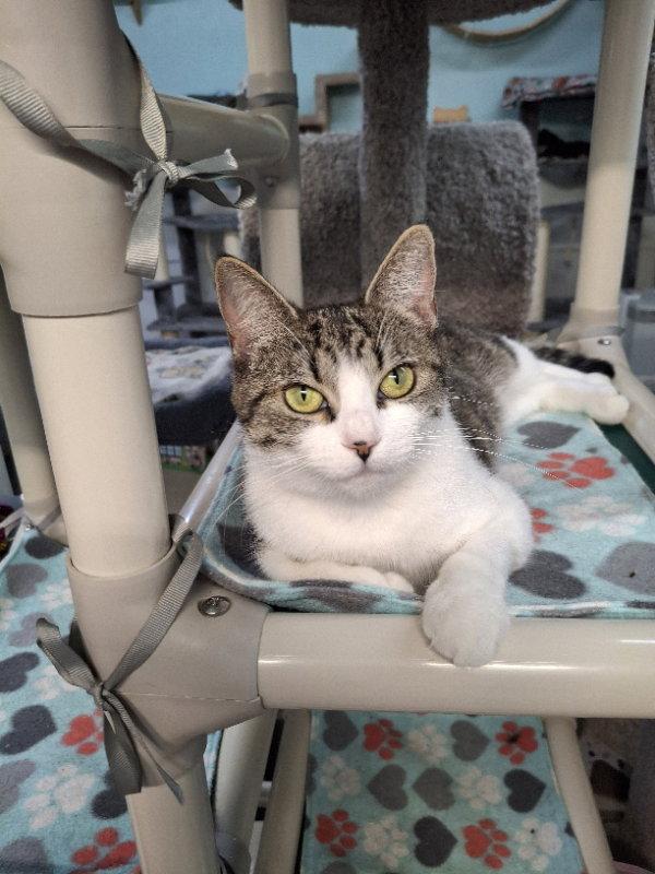 Pickles, Adopted, Young Female Domestic Short Hair.
