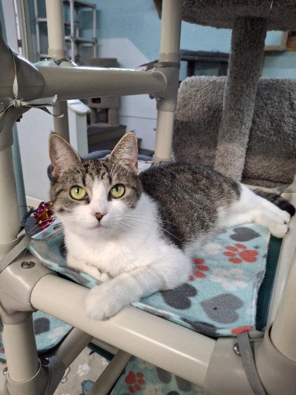 Pickles, a Adopted Domestic Short Hair in Gonic, NH image 2/3
