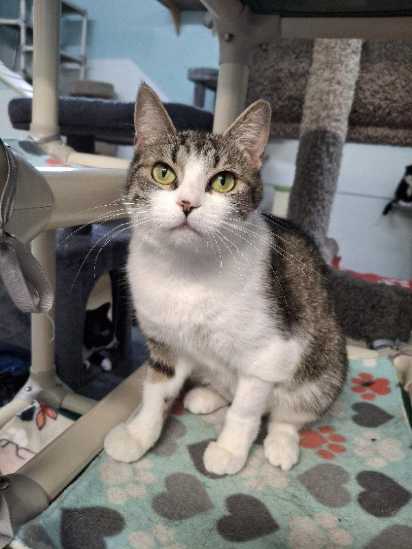 Pickles, a Adopted Domestic Short Hair in Gonic, NH image 3/3