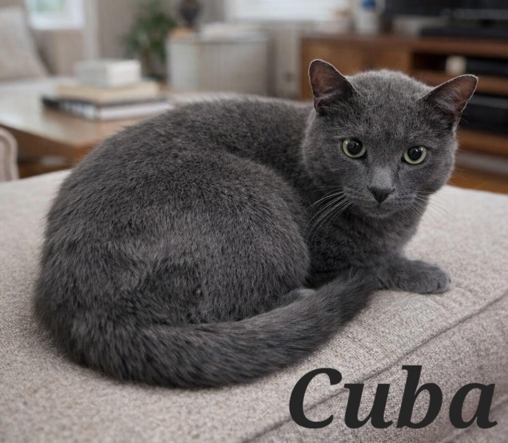 Enlarge Cuba, a ADOPTABLE Domestic Short Hair in Monroeville, PA image 1/1
