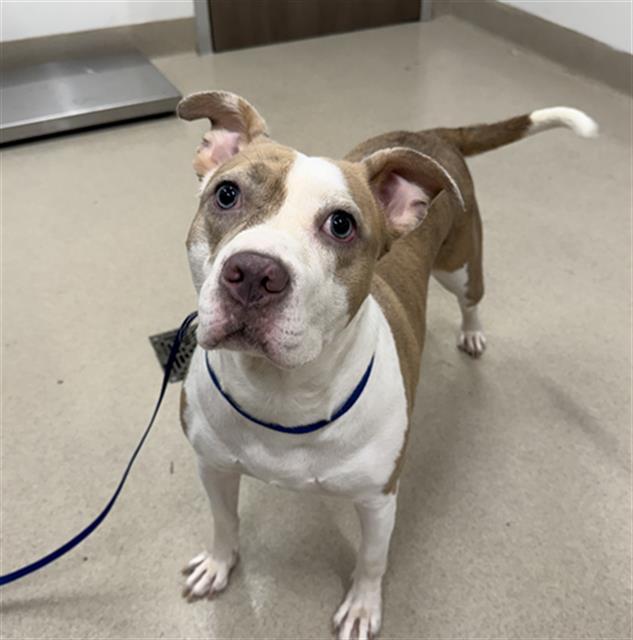 ARIES, Adoptable, Young Female Pit Bull Terrier.