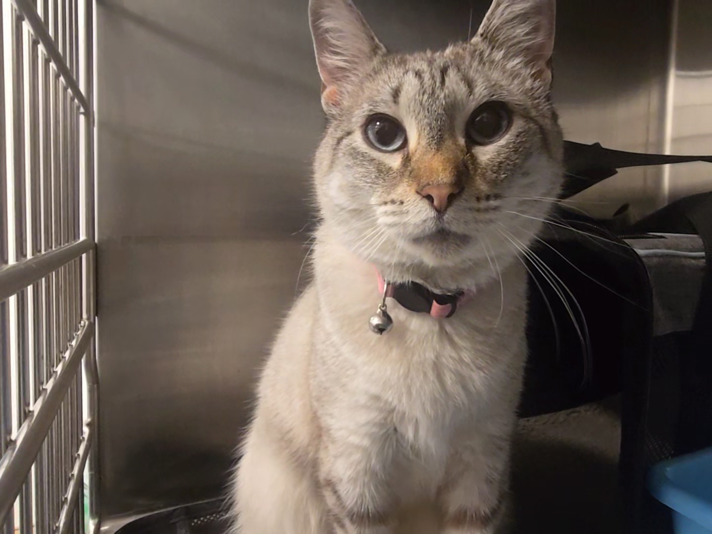 Enlarge Lettey, a Adopted Domestic Short Hair in Saylorsburg, PA image 3/4