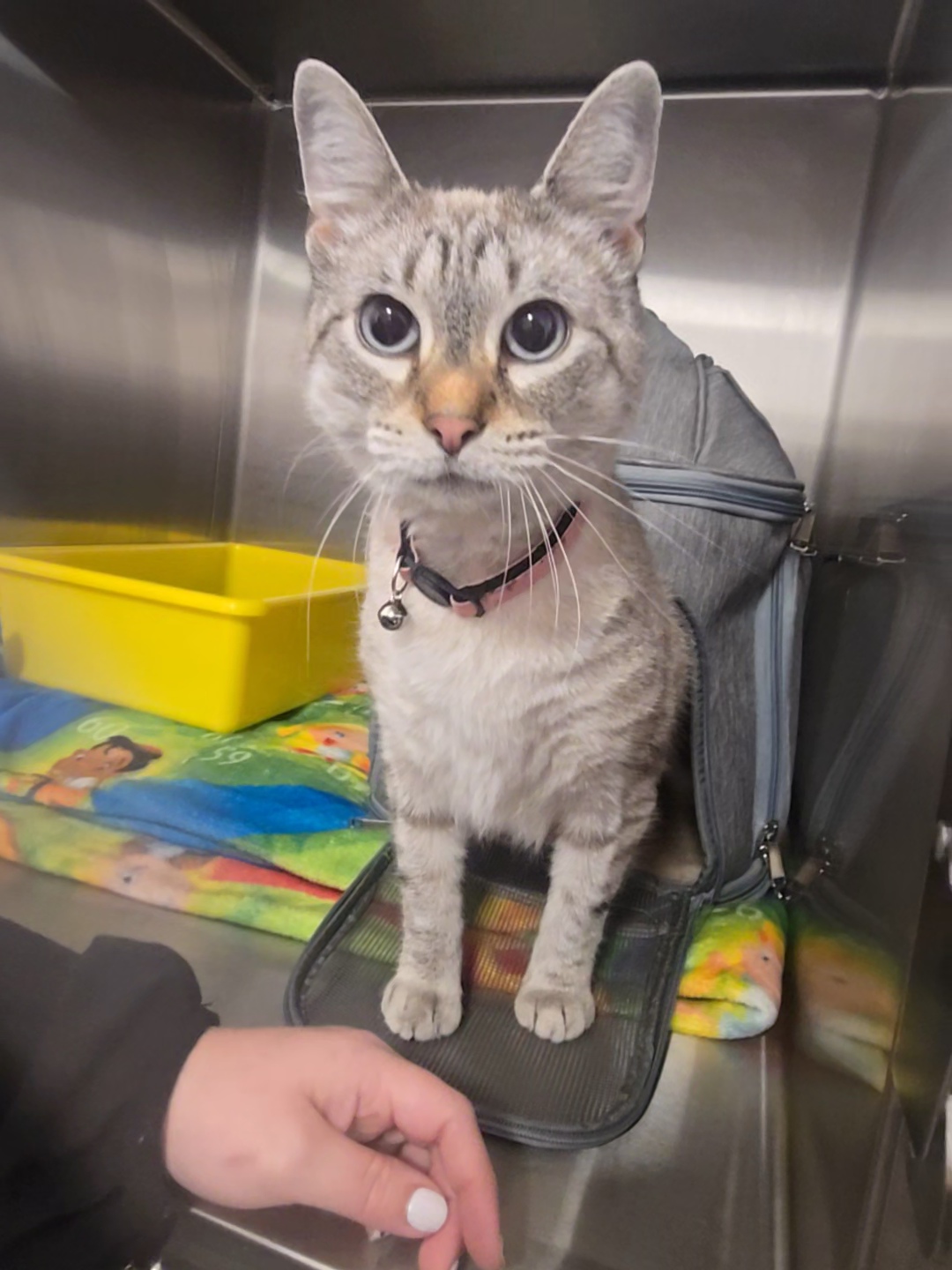 Enlarge Lettey, a Adopted Domestic Short Hair in Saylorsburg, PA image 4/4