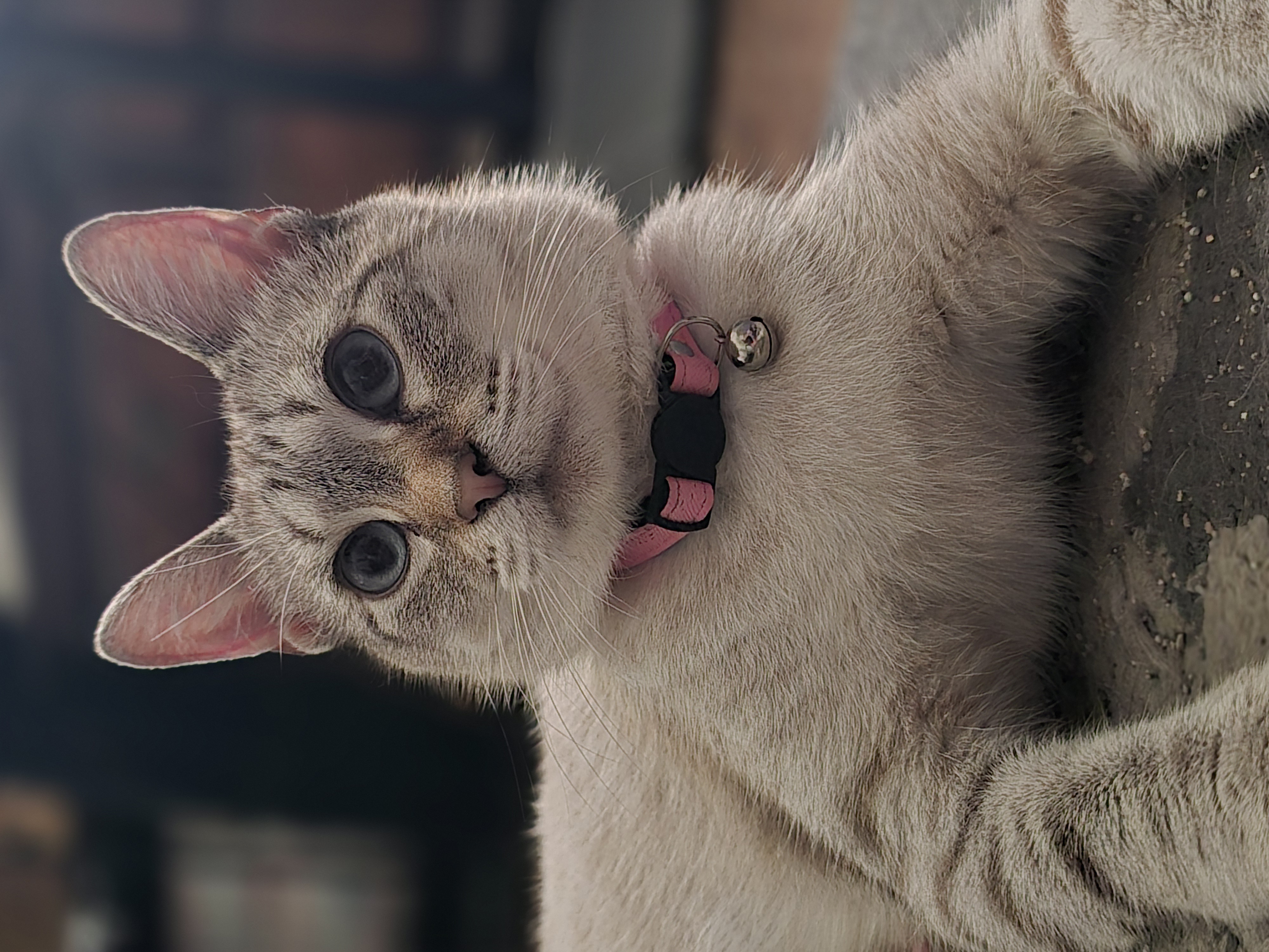 Enlarge Lettey, a Adopted Domestic Short Hair in Saylorsburg, PA image 1/4