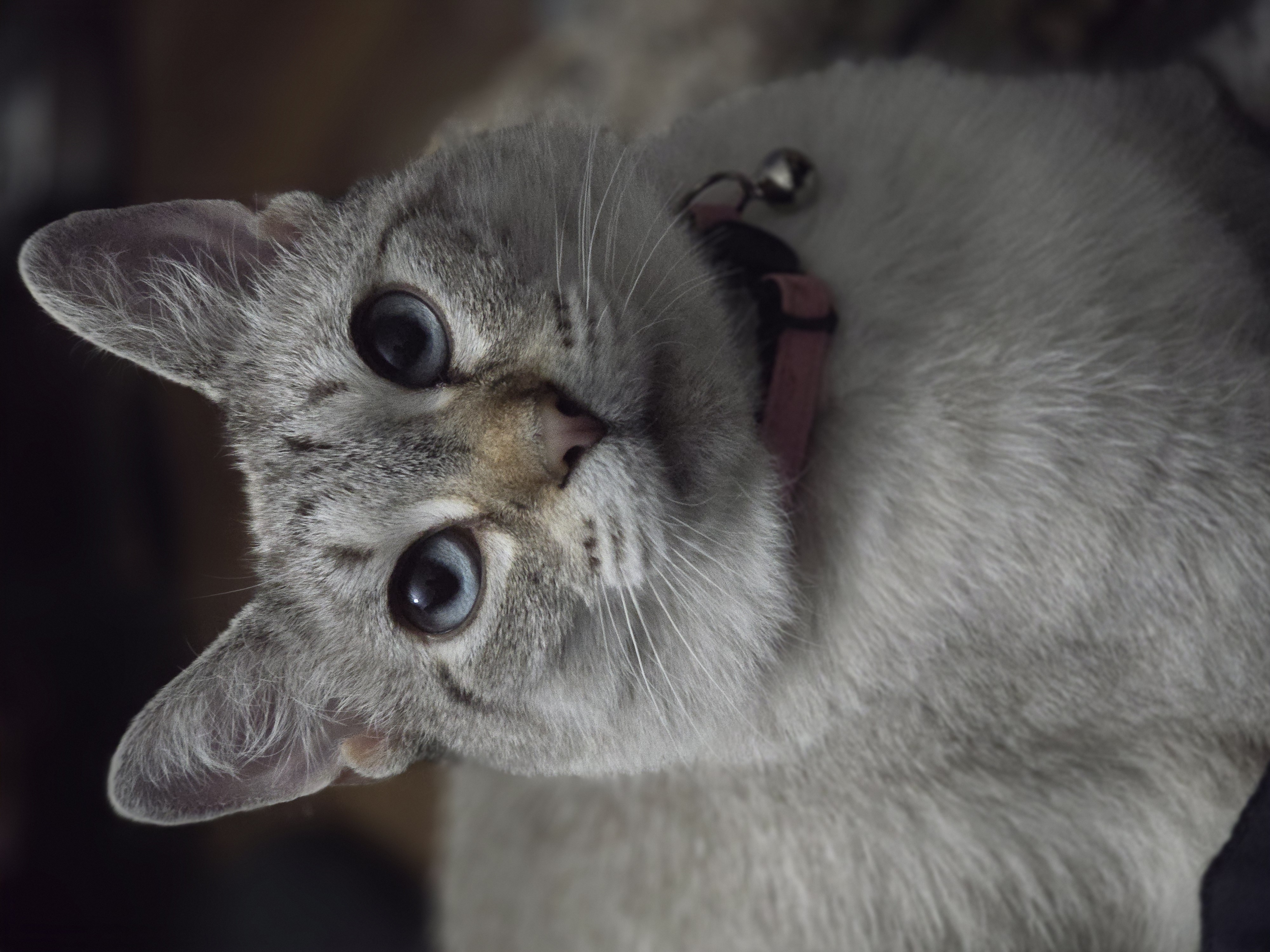 Enlarge Lettey, a Adopted Domestic Short Hair in Saylorsburg, PA image 2/4