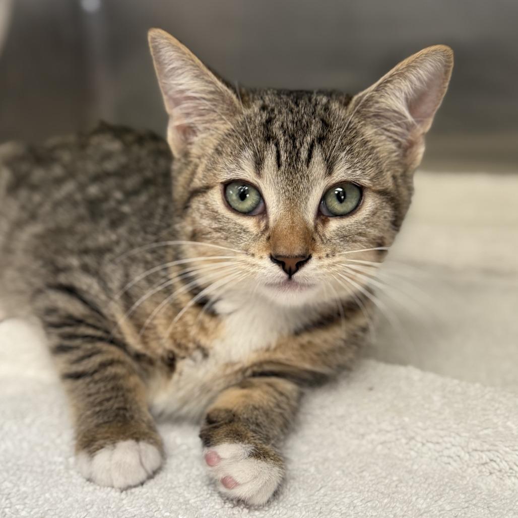 Enlarge Soup, a Adoptable Domestic Short Hair in Freeport, FL image 1/1