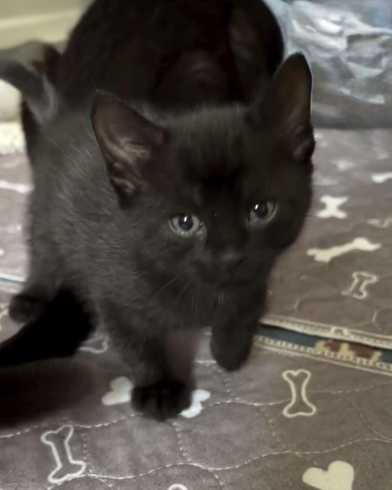 Enlarge Cappuccino Reilly, a Adoptable American Shorthair in Staten Island, NY image 4/6