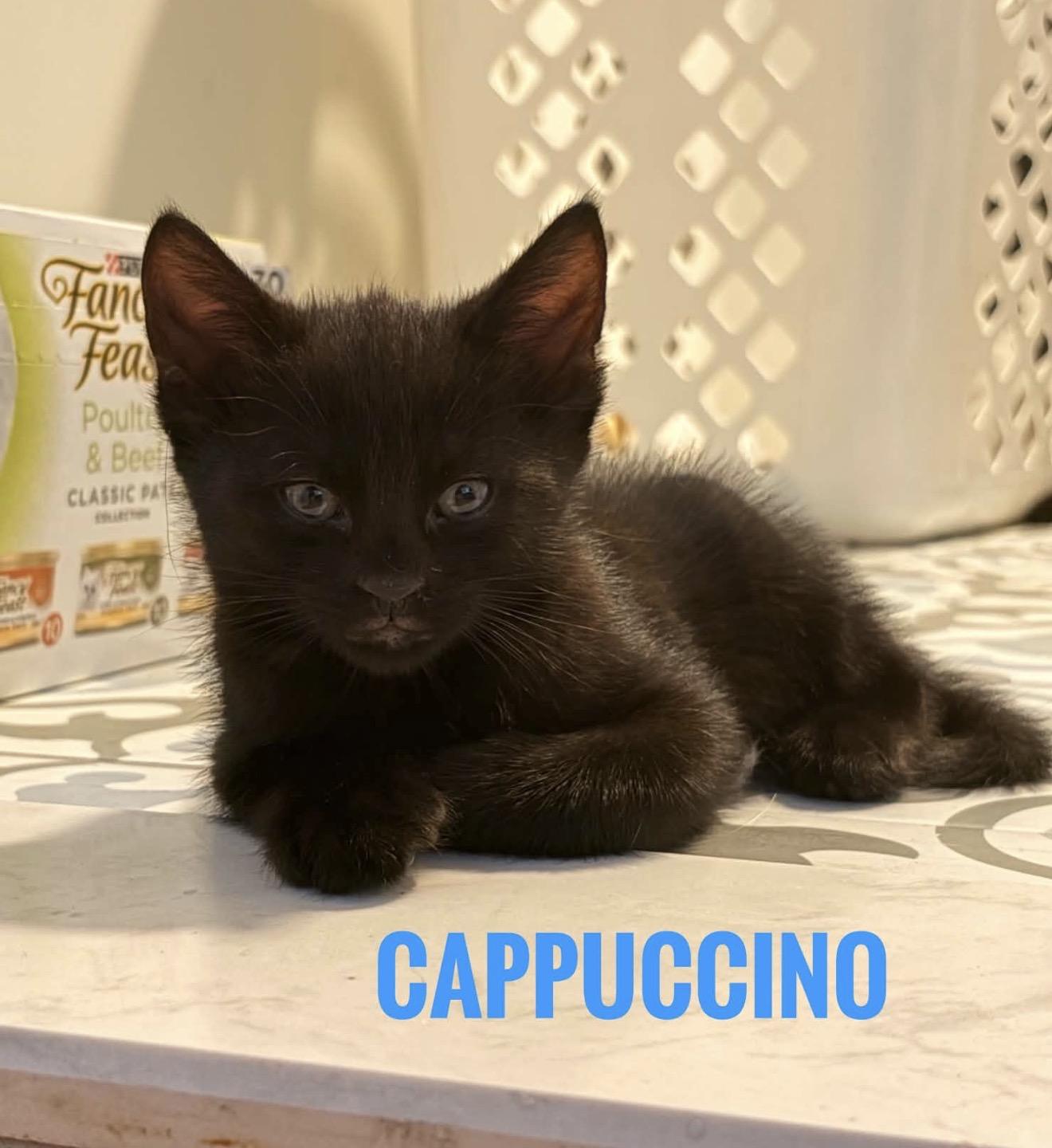 Enlarge Cappuccino Reilly, a Adoptable American Shorthair in Staten Island, NY image 1/6