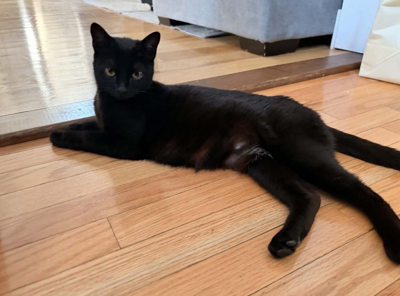 Enlarge Cappuccino Reilly, a Adoptable American Shorthair in Staten Island, NY image 6/6