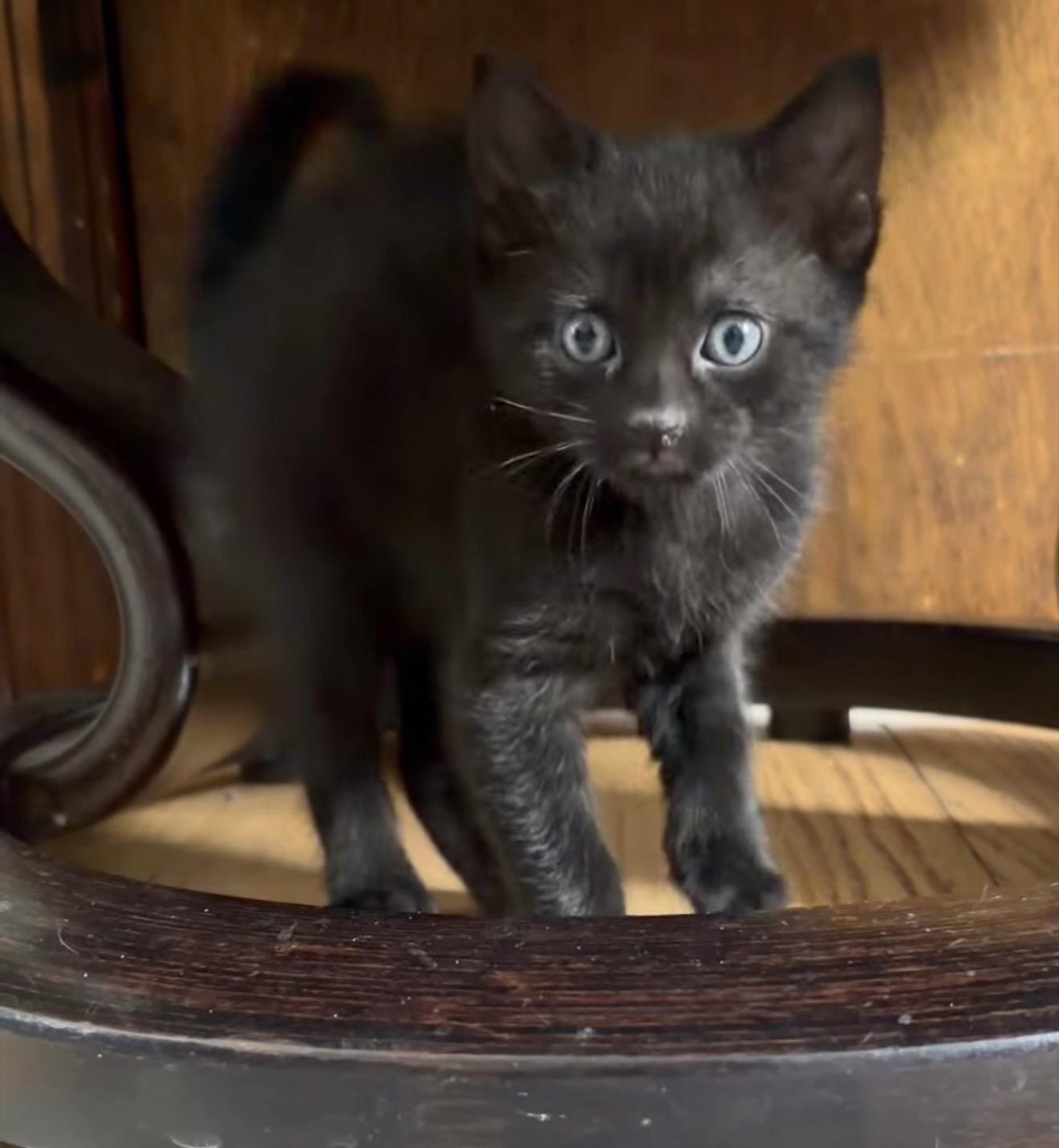 Enlarge Cappuccino Reilly, a Adoptable American Shorthair in Staten Island, NY image 5/6