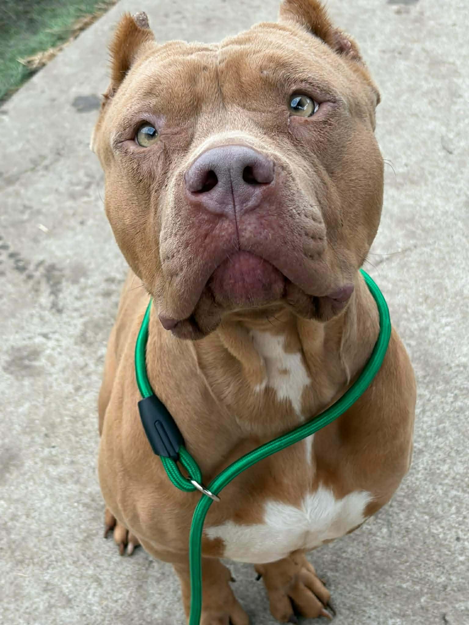 Enlarge Aldi CL raytown animal services , an adopted mixed breed in Kansas City, MO image 1/3