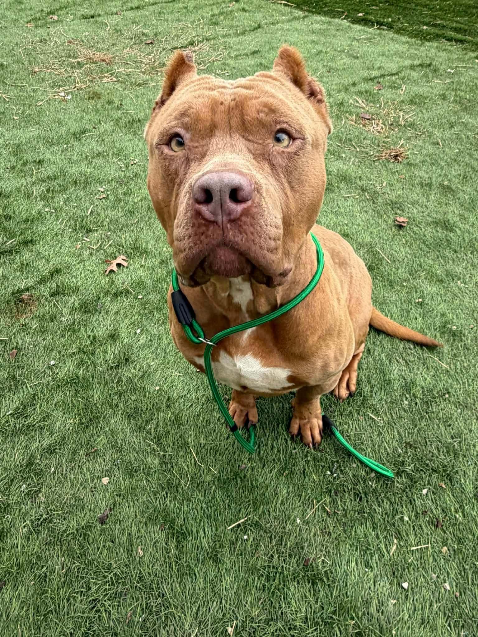 Enlarge Aldi CL raytown animal services , an adopted mixed breed in Kansas City, MO image 3/3