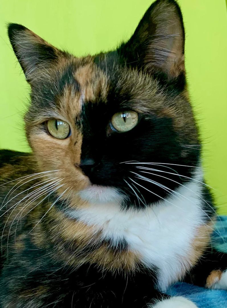 Sitka, Adopted, Adult Female Domestic Short Hair.