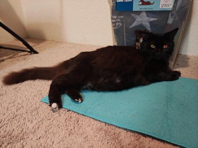 Blacky — thumbnail 3