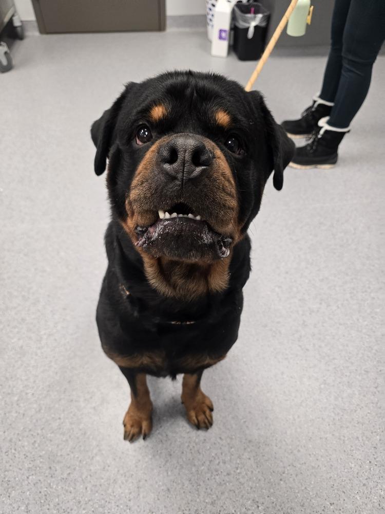 Enlarge Rowdy Rotty Piper, a Adoptable Rottweiler in Wellington, KS image 1/4