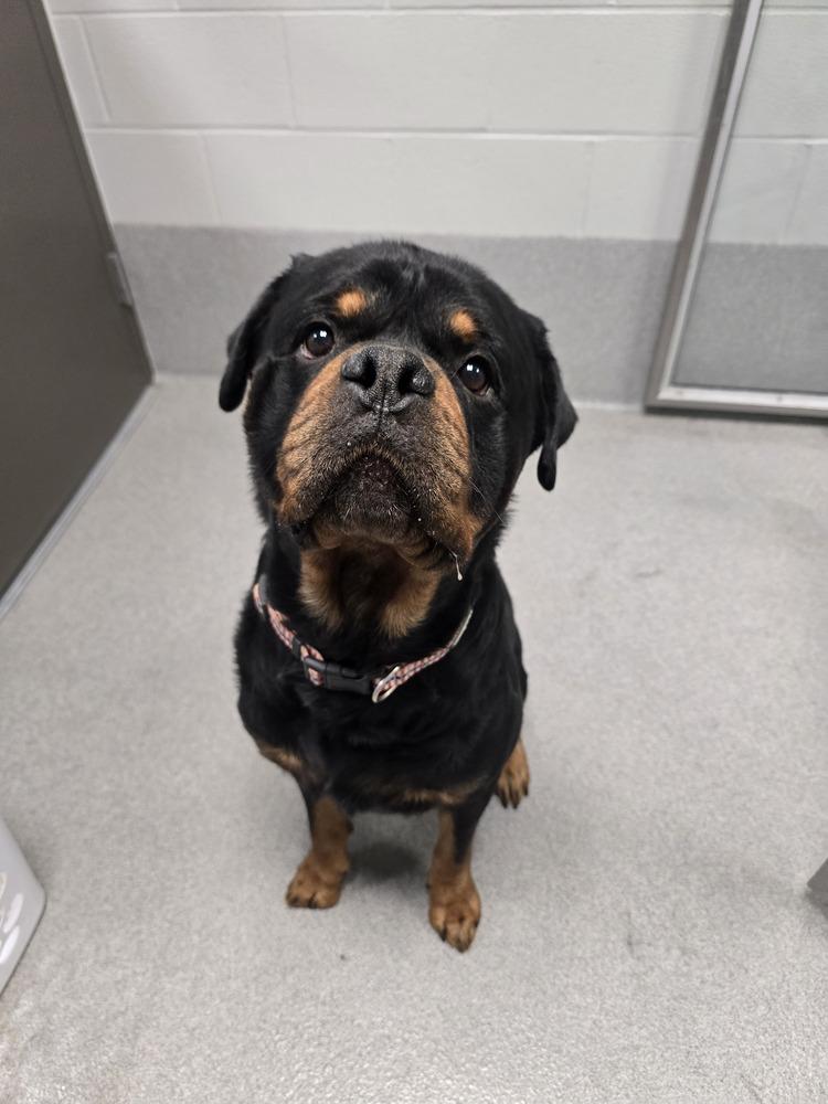 Enlarge Rowdy Rotty Piper, a Adoptable Rottweiler in Wellington, KS image 2/4