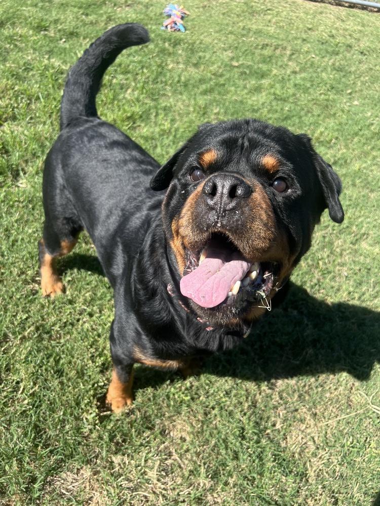 Enlarge Rowdy Rotty Piper, a Adoptable Rottweiler in Wellington, KS image 3/6
